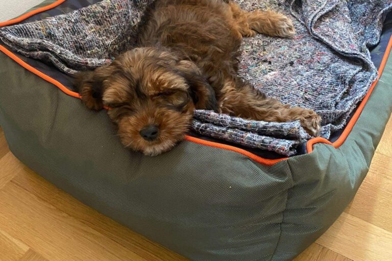 sovende cockapoo hvalp